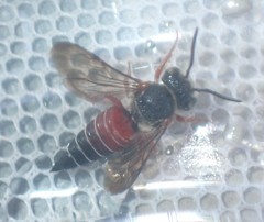 Coelioxys slossoni slossoni