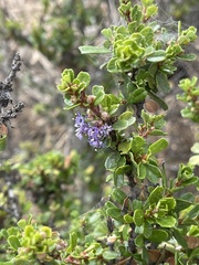 Ceanothus rigidus