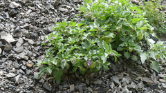 Physochlaina physaloides