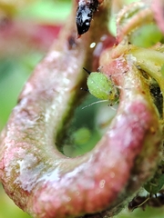 Aphis pomi