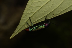 Strongylium auratum