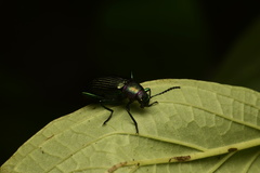 Strongylium auratum
