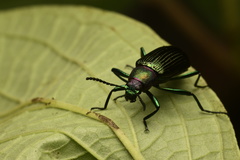 Strongylium auratum