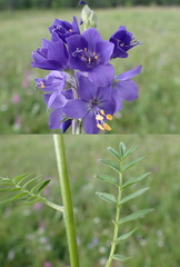 Polemonium chinense