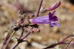 Penstemon caesius
