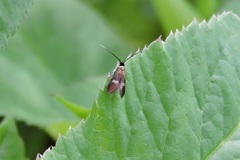 Cauchas fibulella