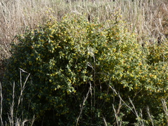 Melolobium canescens