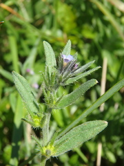 Buglossoides tenuiflora