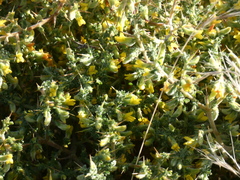 Melolobium canescens