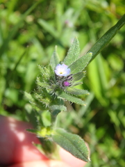 Buglossoides tenuiflora