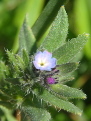 Buglossoides tenuiflora