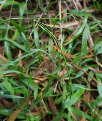 Microlaena stipoides image