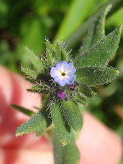 Buglossoides tenuiflora