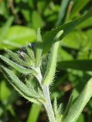 Buglossoides tenuiflora