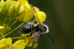 Osmia caerulescens