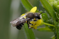 Osmia caerulescens