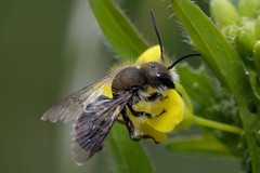Osmia caerulescens