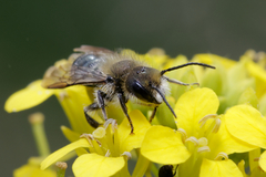 Osmia caerulescens