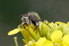 Osmia caerulescens