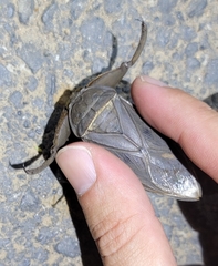 Kirkaldyia deyrolli