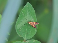 Nemophora degeerella