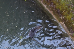 Myocastor coypus