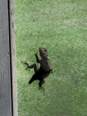 Sceloporus undulatus