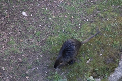 Myocastor coypus