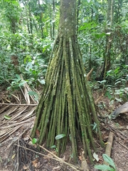 Iriartea deltoidea