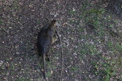Myocastor coypus