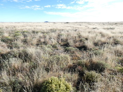 Melolobium canescens