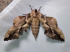 Phyllosphingia dissimilis