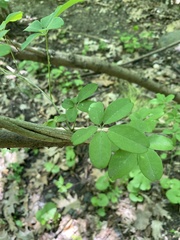 Akebia