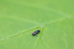 Agrilus subcinctus