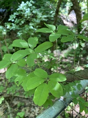 Akebia