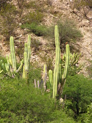 Isolatocereus dumortieri