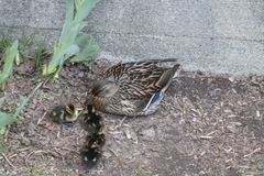 Anas platyrhynchos