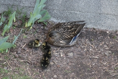 Anas platyrhynchos