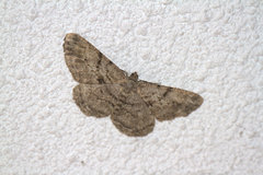 Peribatodes rhomboidaria