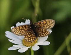Melitaea aurelia