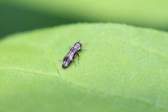 Agrilus subcinctus