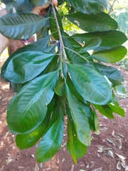 Chrysophyllum gonocarpum