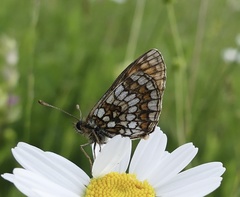 Melitaea aurelia