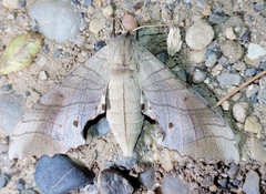 Marumba sperchius