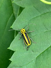 Saperda puncticollis