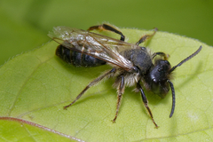 Andrena
