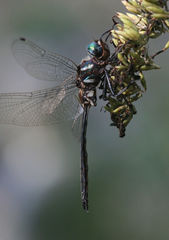 Somatochlora ozarkensis