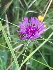 Centaurea jacea