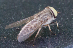 Tabanus lineola