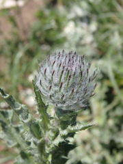 Carduus uncinatus